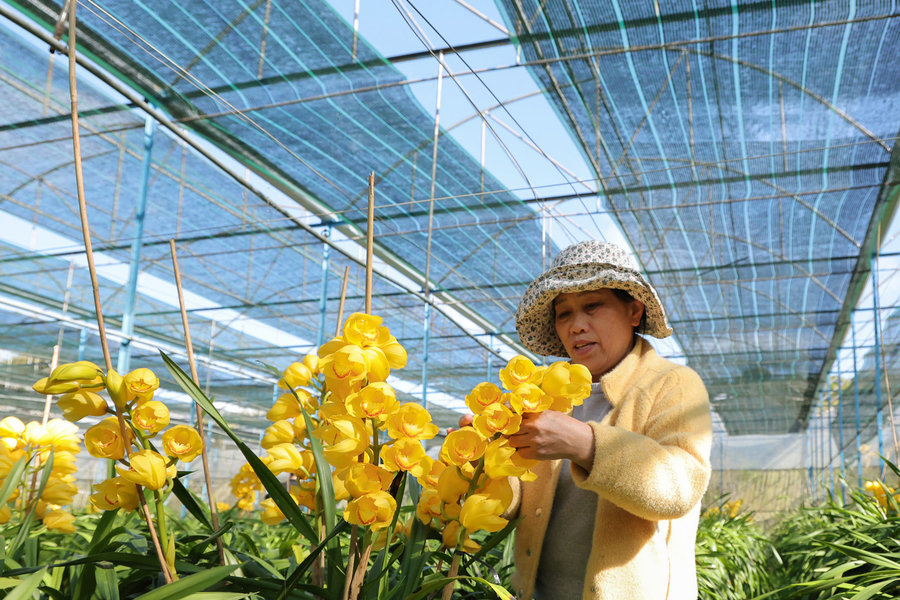 Vườn lan Hoàng Hậu bạc tỷ ở thôn anh hùng Xuân Sơn