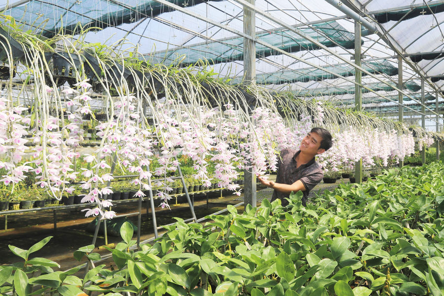 Lâm Đồng: Khẳng định giá trị hoa phong lan Bảo Lộc