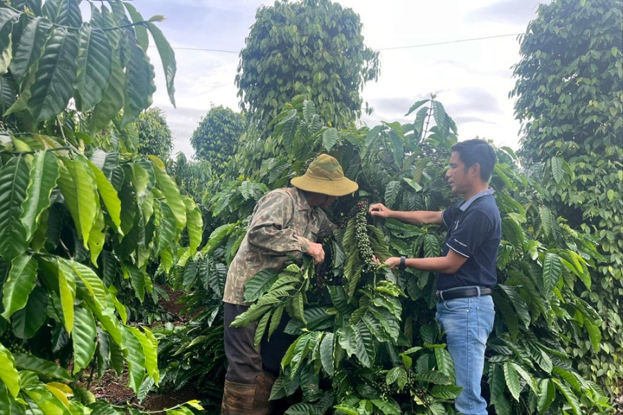 Tăng độ ẩm, cân bằng sinh thái nhờ xen canh