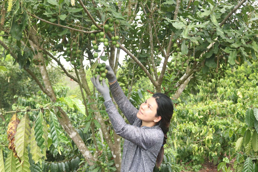 Đăk Tô, Kon Tum: Nông dân thu lợi từ trồng mắc ca xen cà phê