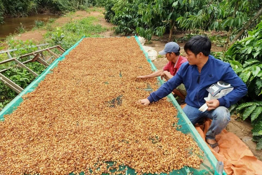 Hợp tác xã tạo vùng nguyên liệu đạt chuẩn cho Đắk Nông