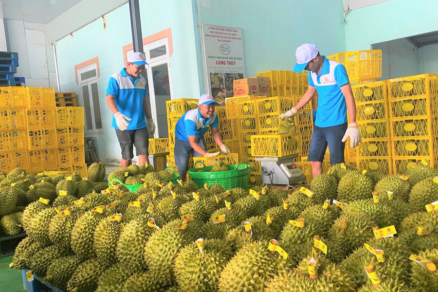 Bộ Nông nghiệp và Môi trường hỗ trợ Lâm Đồng kiểm soát chất lượng sầu riêng xuất khẩu