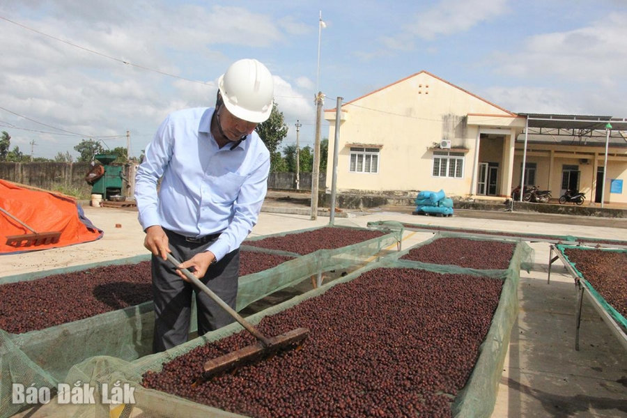 Đắk Lắk hướng tới xuất khẩu cà phê bền vững