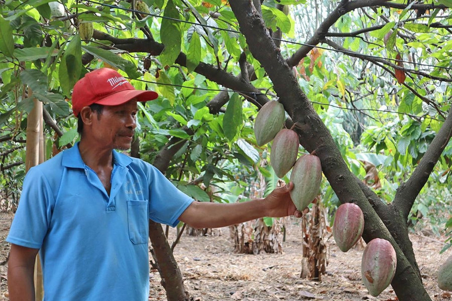 Cây ca cao và bài học từ điệp khúc "trồng - chặt"
