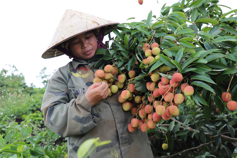 Thu tiền tỷ sau 10 năm "vạch đá trồng cây"