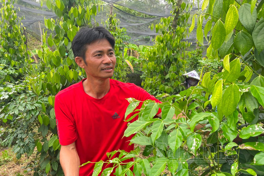 Làm giàu trên vùng đất khó