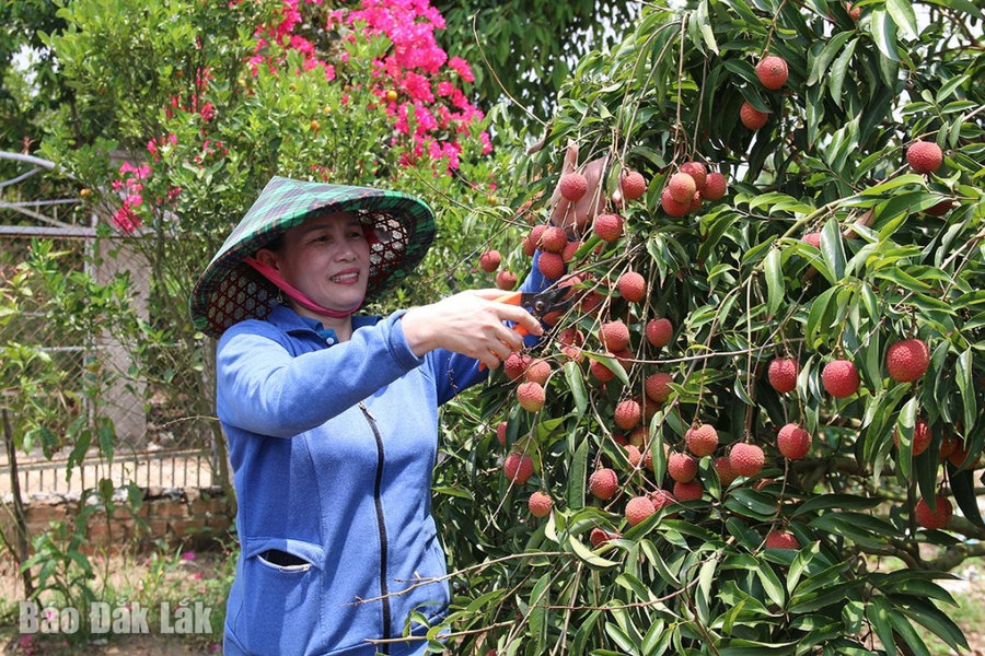 Đắk Lắk: Vải chín sớm, nông dân bội thu