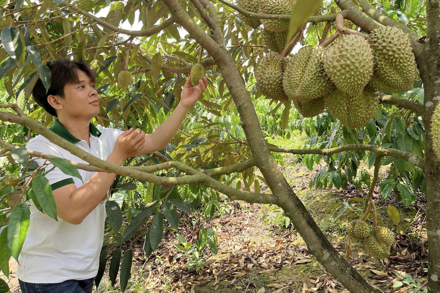 Sầu riêng ra quả quanh năm và bí quyết của 9X Đắk Nông