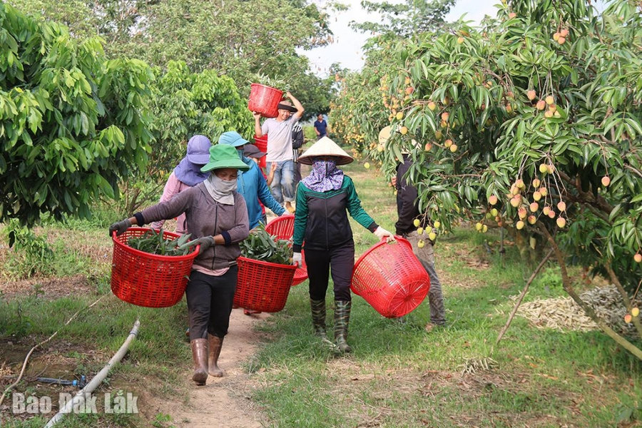 Đắk Lắk: Nhộn nhịp mùa thu hoạch vải