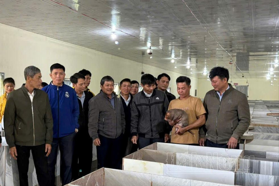Độc đáo mô hình nuôi dúi ở vùng biên Đắk Nông