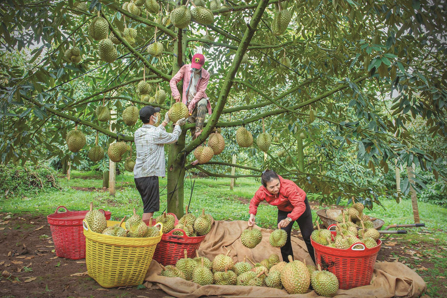Đắk Nông nỗ lực bảo vệ thương hiệu cho sầu riêng