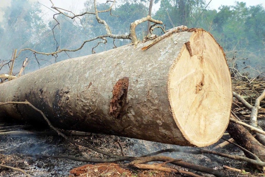 Nỗi lo phá rừng mùa mưa ở Đắk Nông