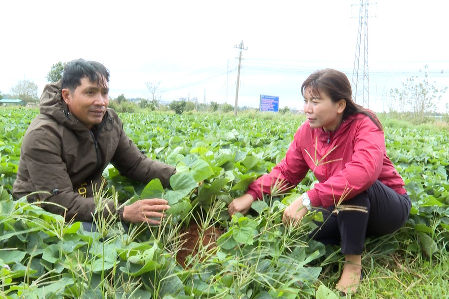 Đắk Nông mở rộng mô hình IPM