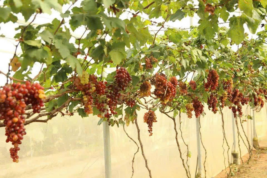 Chuyển giao nhiều mô hình sản xuất phù hợp vùng đất khô hạn