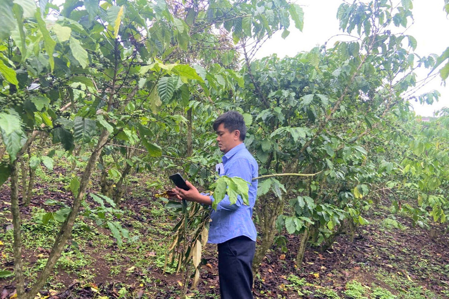 Cơ quan chức năng vào cuộc kiểm tra hơn 5,5 ha cà phê chết cành, rụng quả bất thường