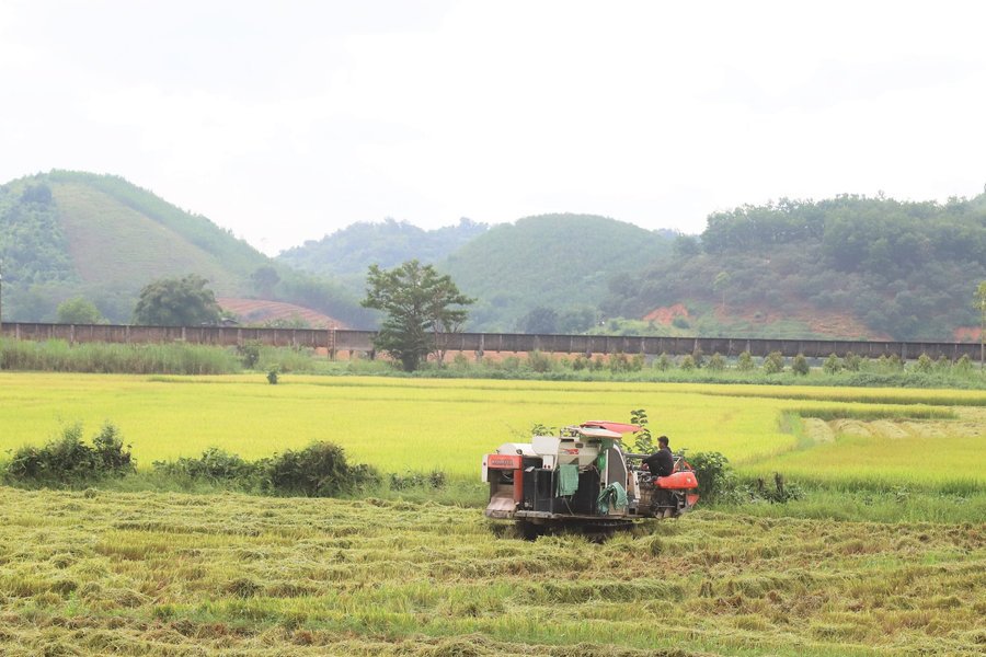 Lúa gạo Cát Tiên vụ Hè thu trúng mùa, được giá