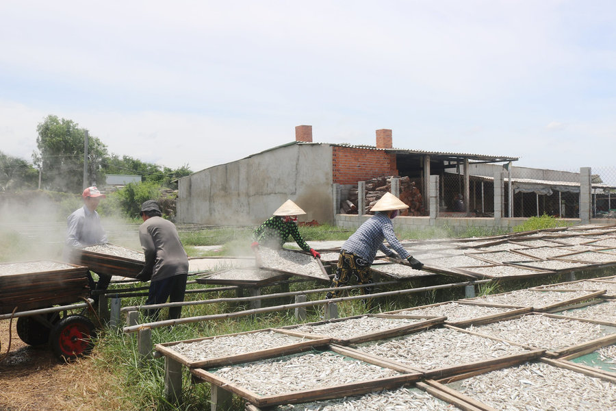 Nghề hấp cá cơm bị nhiều điều tiếng
