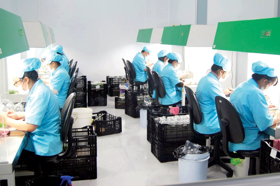 Triển vọng ngành nuôi cấy mô cây giống hoa, lá trang trí