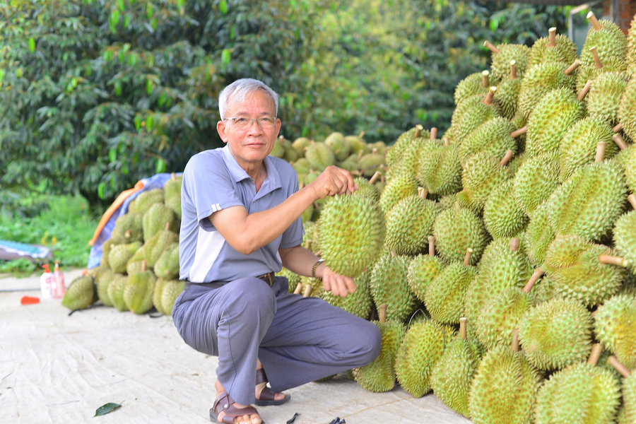 Triển vọng từ “siêu vùng” sầu riêng của cả nước