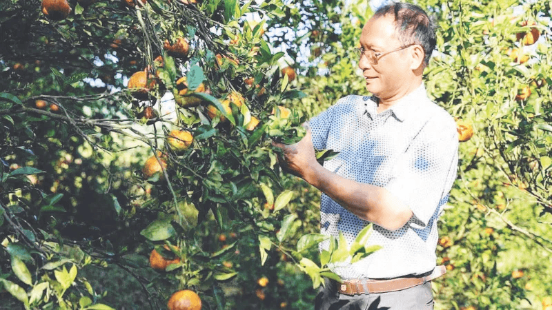 Gieo trái ngọt hữu cơ giữa đại ngàn