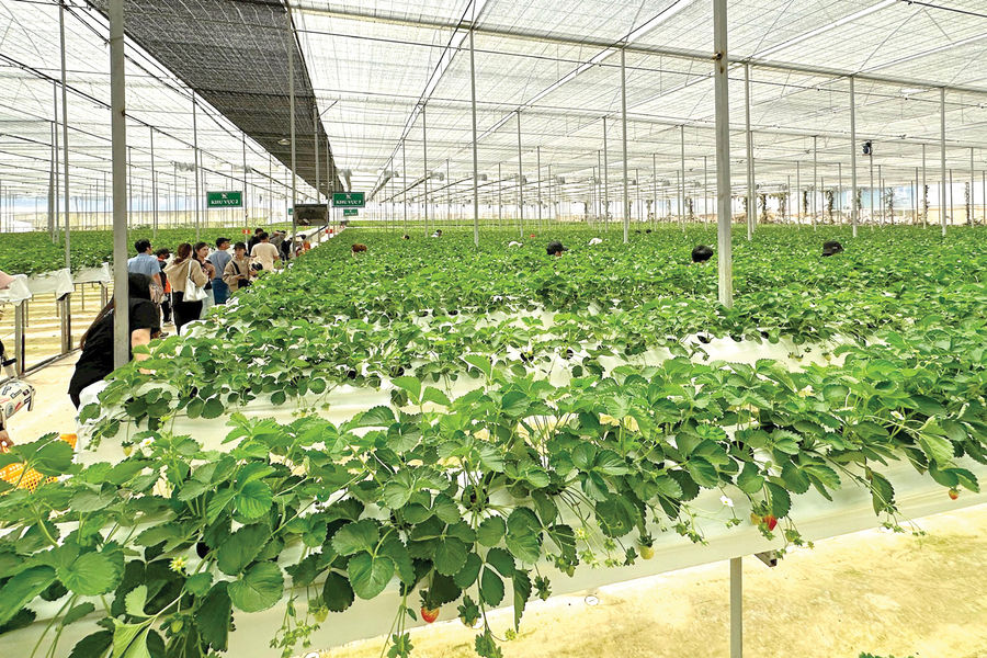 “Mỏ vàng” du lịch nông nghiệp