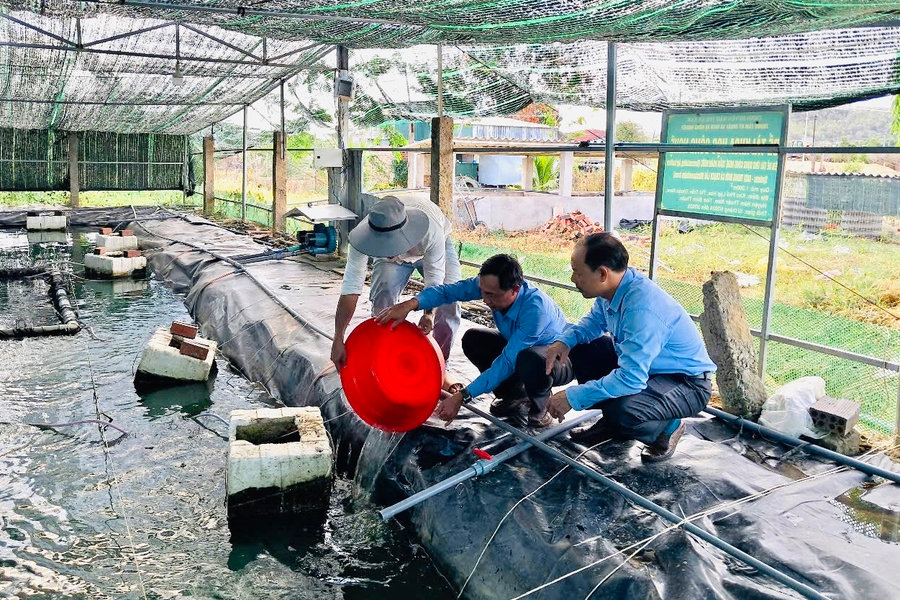 Nuôi cá chạch lấu bằng công nghệ tuần hoàn nước