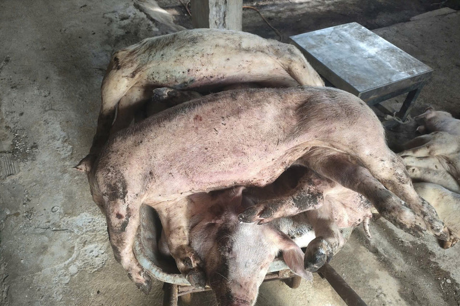 31 con lợn ở xã Bảo Lâm 1 chết chưa rõ nguyên nhân