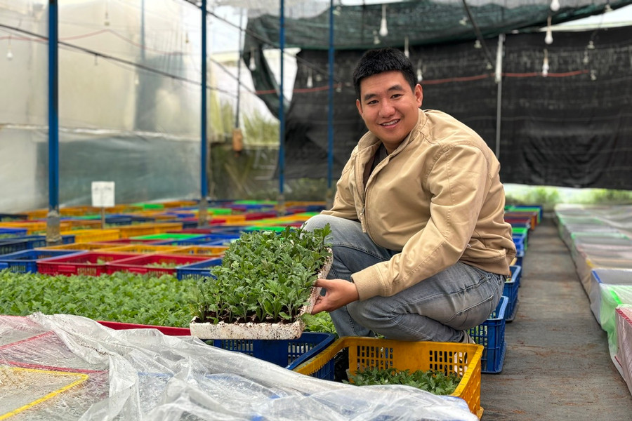 Cúc mẫu đơn xuất ngoại