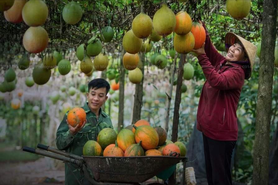 HTX Nam Hà đưa cây gấc về làm giàu cho nông dân