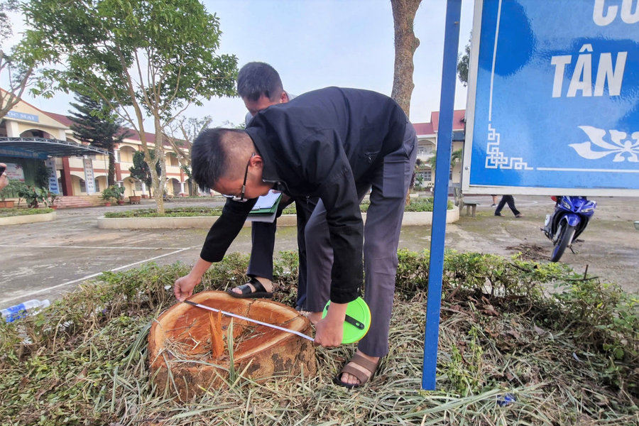 Lâm Đồng: 3 cây xanh che bóng tại trung tâm giáo dục nghề nghiệp bất ngờ bị đốn hạ