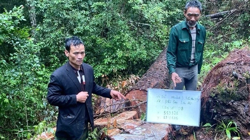 Lâm Đồng bắt giữ 4 đối tượng khai thác gỗ thông trái phép quy mô lớn
