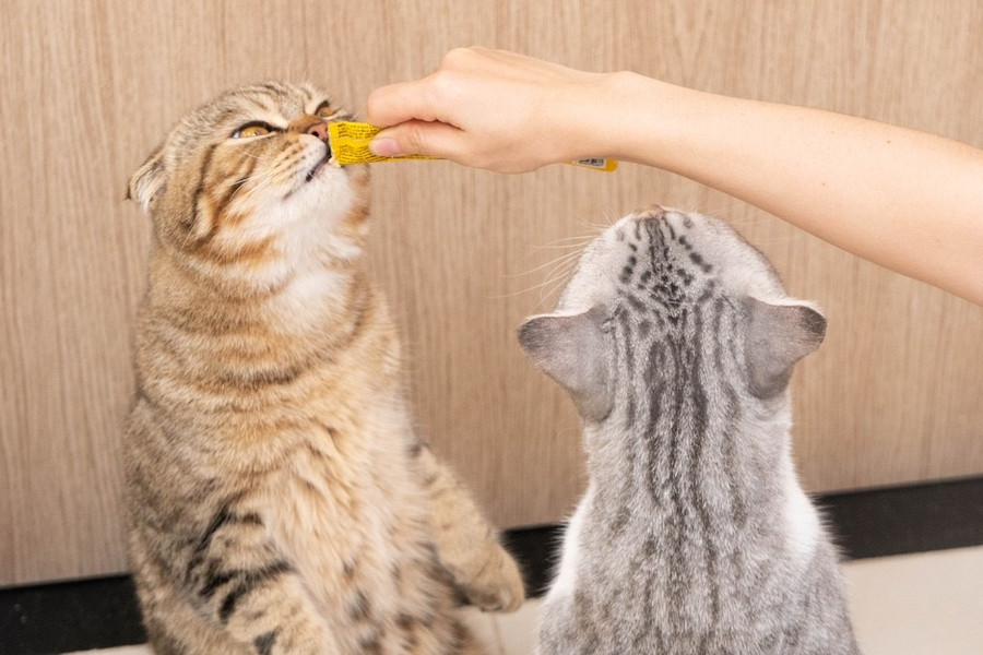 Pet Du Ký: Hành trình an tâm cùng "Xe vận chuyển thú cưng TPHCM - Đà Lạt" nhờ giải pháp số hóa từ FikaHub