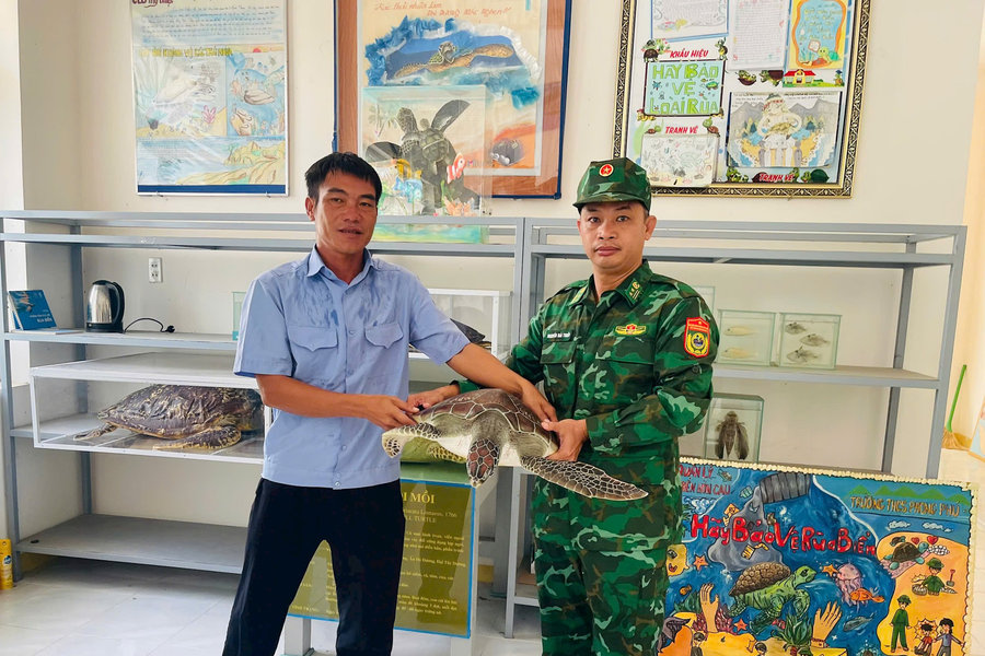 Tiếp nhận và thả về môi trường tự nhiên cá thể rùa biển nặng 12 kg