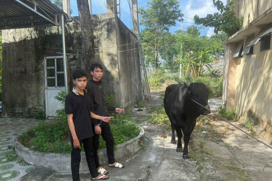 Bắt giữ 2 đối tượng trộm bò của người dân