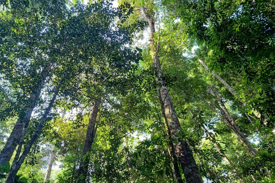 Giữ rừng đặc dụng Núi Ông