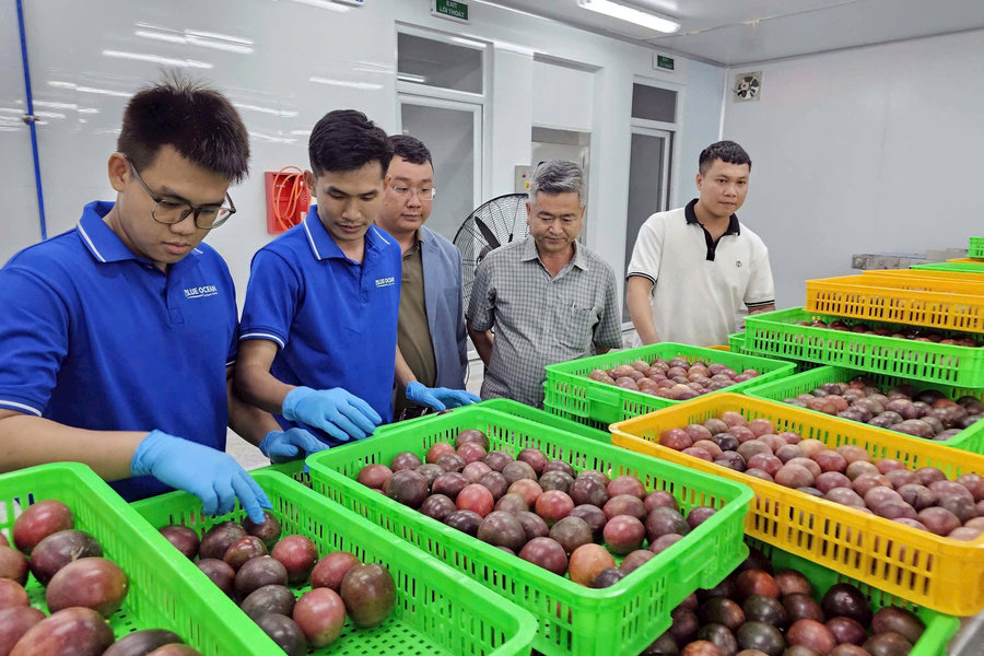 Đưa trái cây Việt vượt đại dương