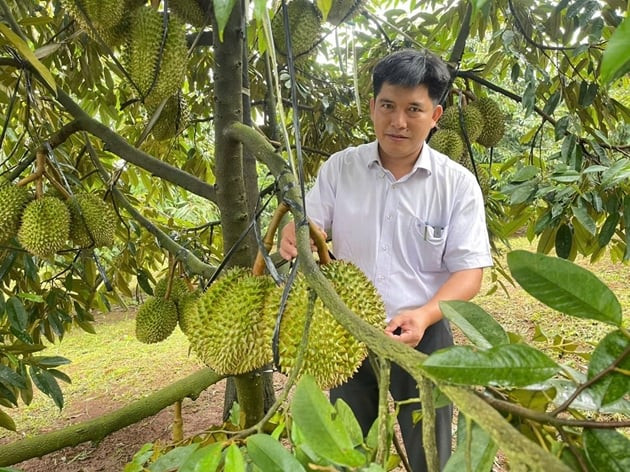 Nông dân Lâm Đồng trồng sầu riêng chất lượng cao lên đến 300ha