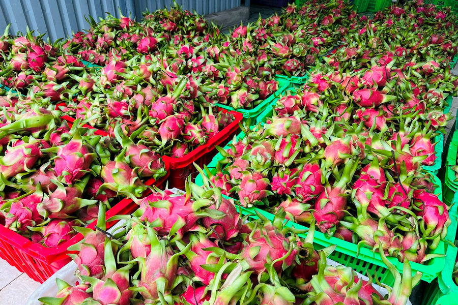 Lâm Đồng: Đề nghị đàm phán bổ sung biện pháp xử lý nhiệt trái thanh long