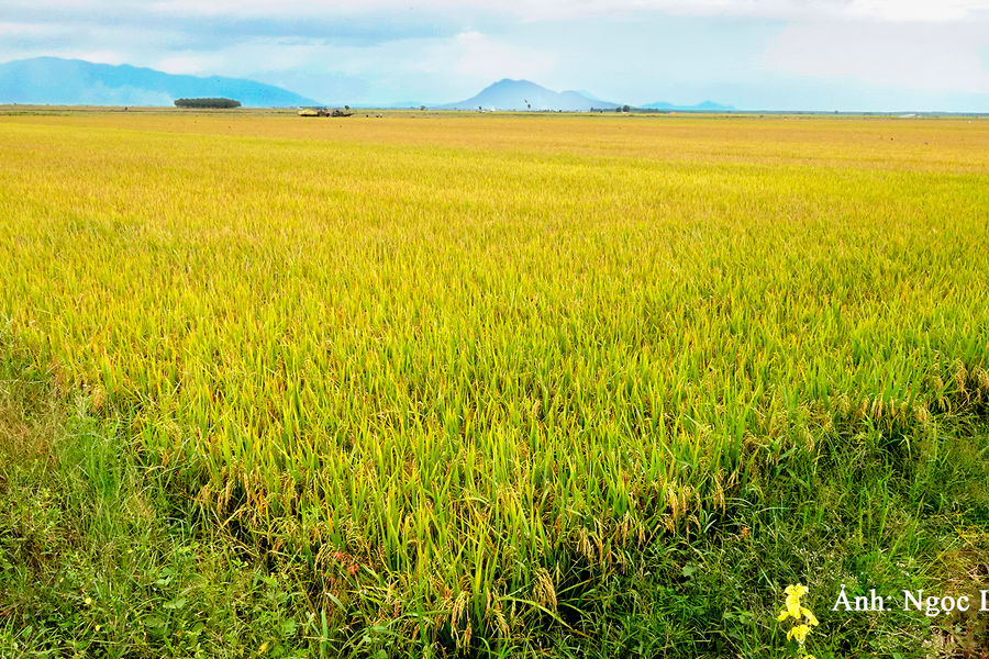 “Điểm sáng” lúa nếp