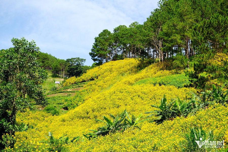Lối hoa cúc vàng