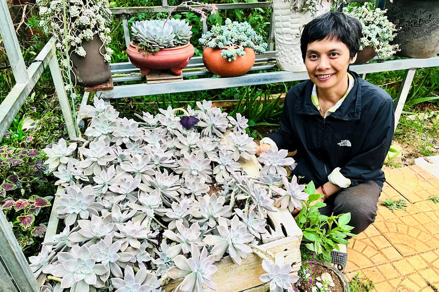 Người nhân giống sen đá làm thực phẩm