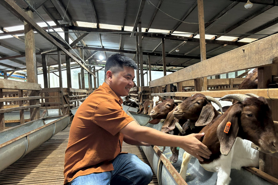 Nông dân 9X liên kết nuôi dê Boer