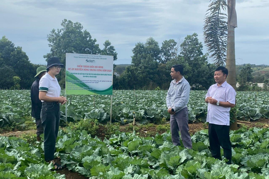 Liên kết trồng rau - hướng phát triển bền vững