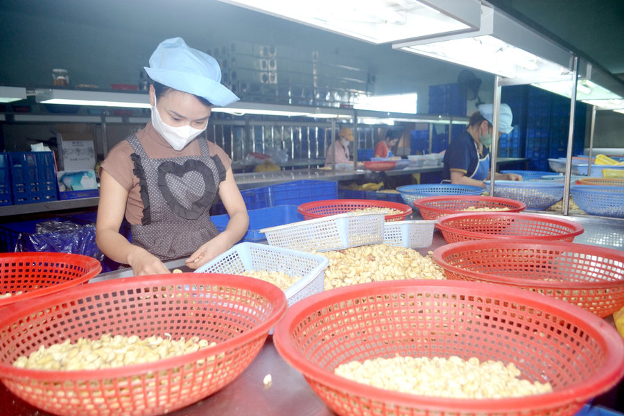 Cơ hội tái cơ cấu cây điều bền vững