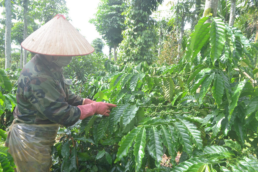 Chủ động phòng, chống sâu bệnh cho cây công nghiệp