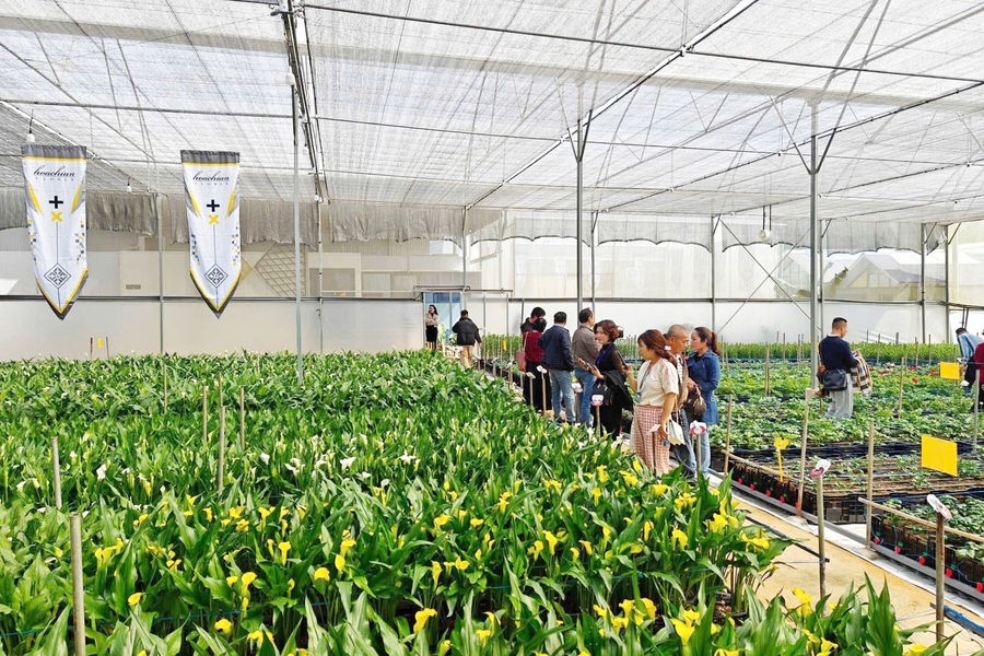 Nhiều cửa hàng ở Lâm Đồng bất ngờ vì hạn chế tặng hoa