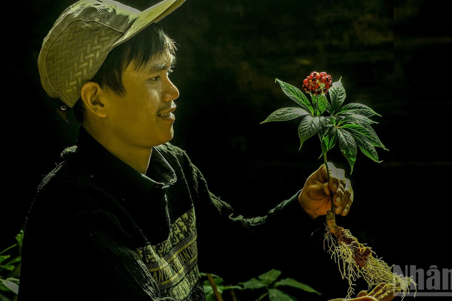 Câu chuyện cây sâm Ngọc Linh