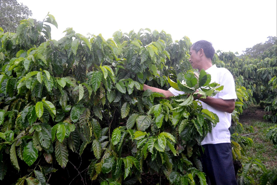 Nói không với thuốc diệt cỏ