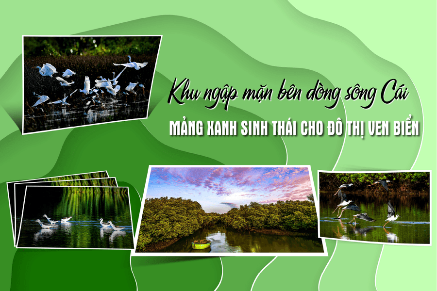 Khu ngập mặn bên dòng sông Cái - Mảng xanh sinh thái cho đô thị ven biển