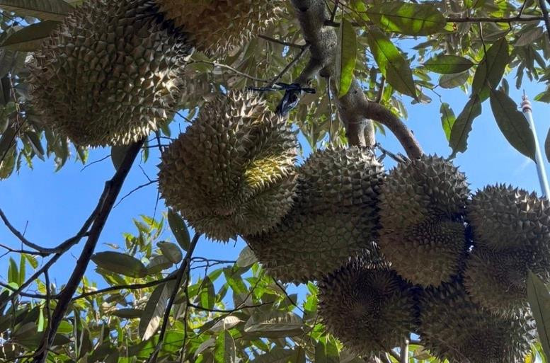 Sầu riêng sượng cơm, nông dân La Dạ thất thu